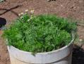 camomile,roman chamomile,english chamomile,garden chamomile,low chamomile,whig plant